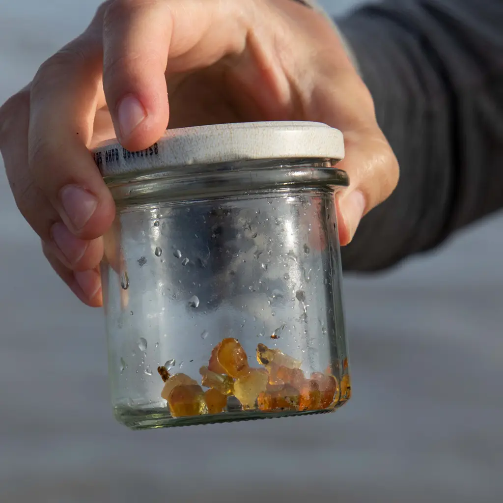 Gefundener Bernstein in einem Glas bei einer Bernsteinsuche an der Nordsee in St. Peter-Ording