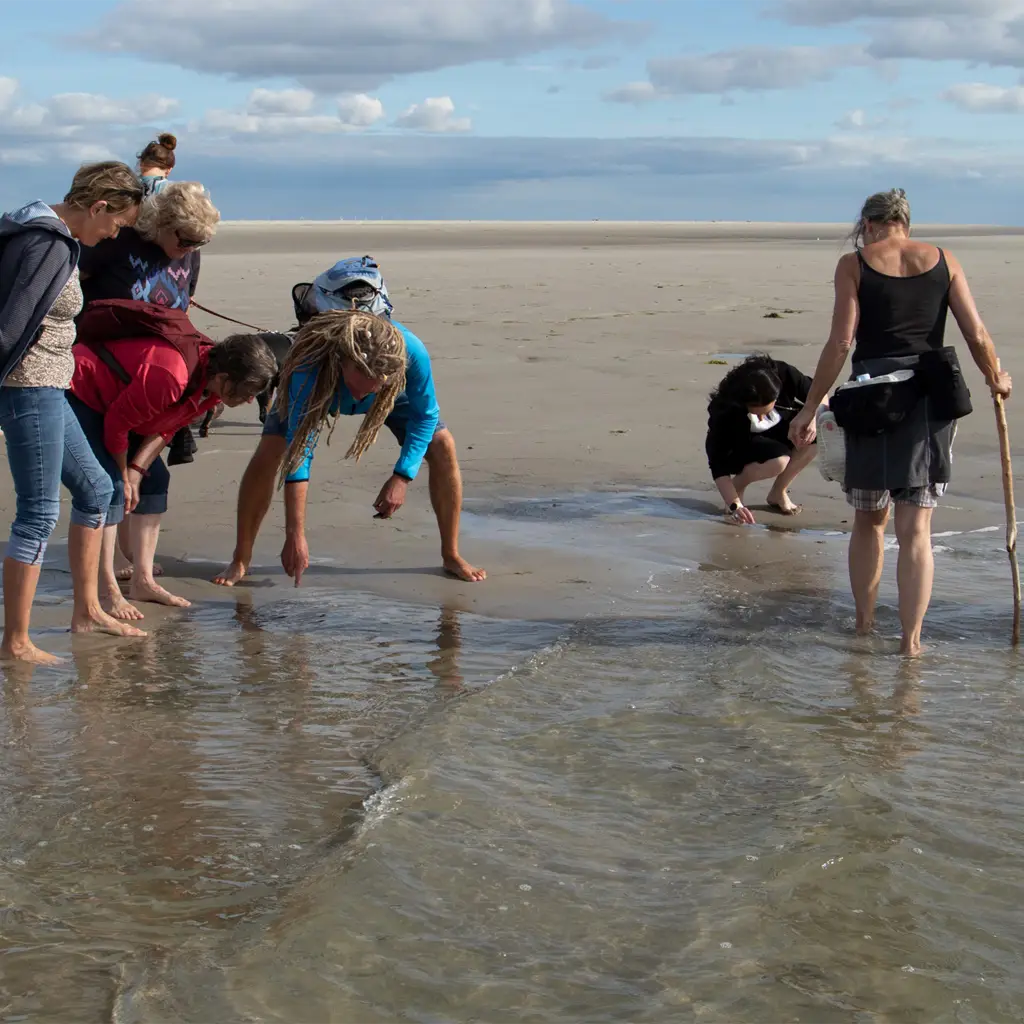 Teilnehmende bei einer geführten Bernsteinsuche im Watt von St. Peter-Ording